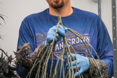 Artisan-Grown-Cannabis-Harvest