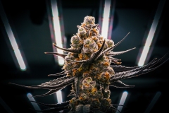 Artisan-Grown-Cannabis-LED-Lights